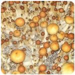 Псилоцибиновые (галлюциногенные)  грибы Psilocybin "Golden Teacher" в Кемерово