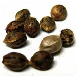 Семена марихуаны АК-47  (Seeds AK-47) в Кемерово